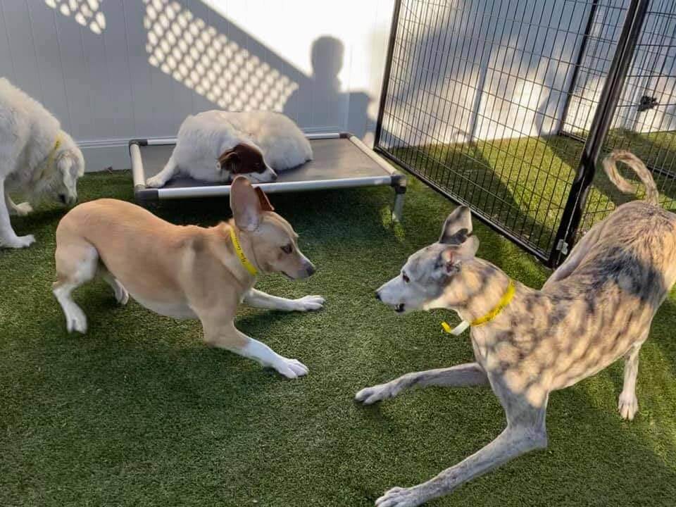 dogs at play in doggy daycare