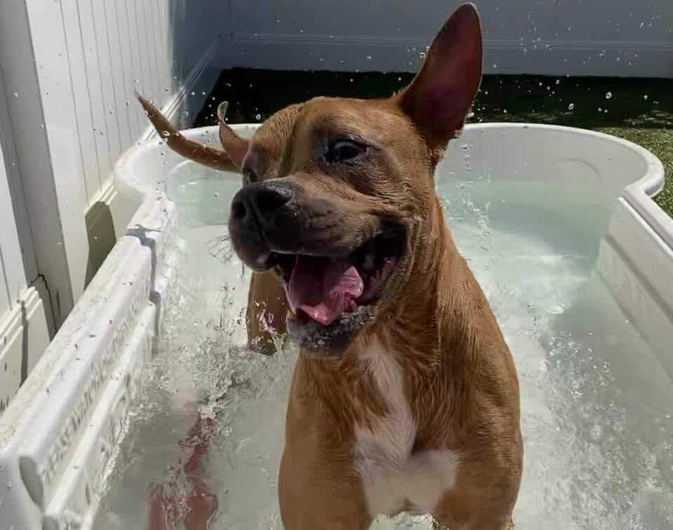 Dog having fun in bone pool