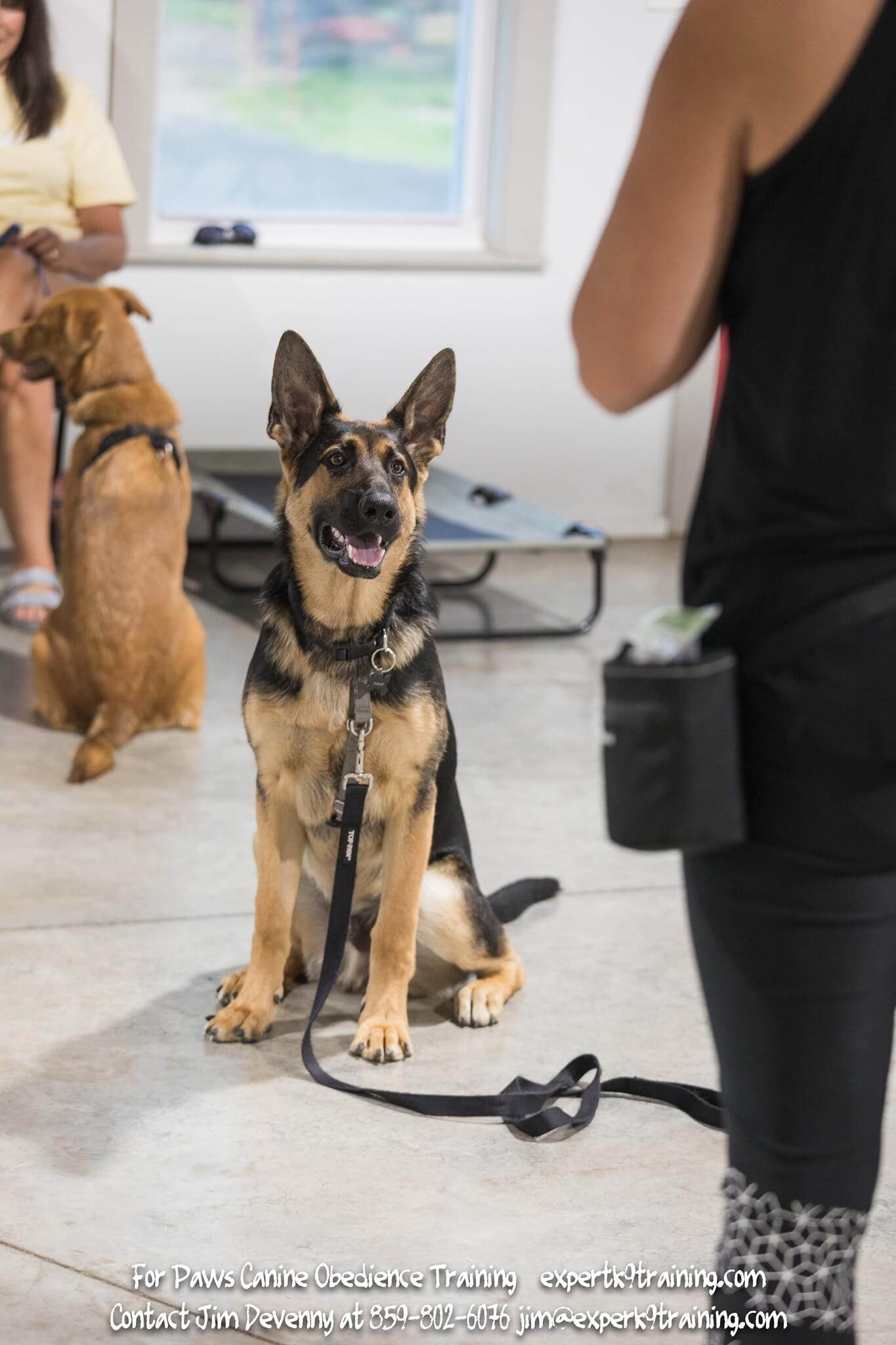 German Shepherd in dog Training Class